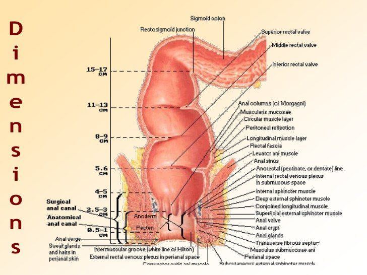 Bass reccomend anus rectum diagram