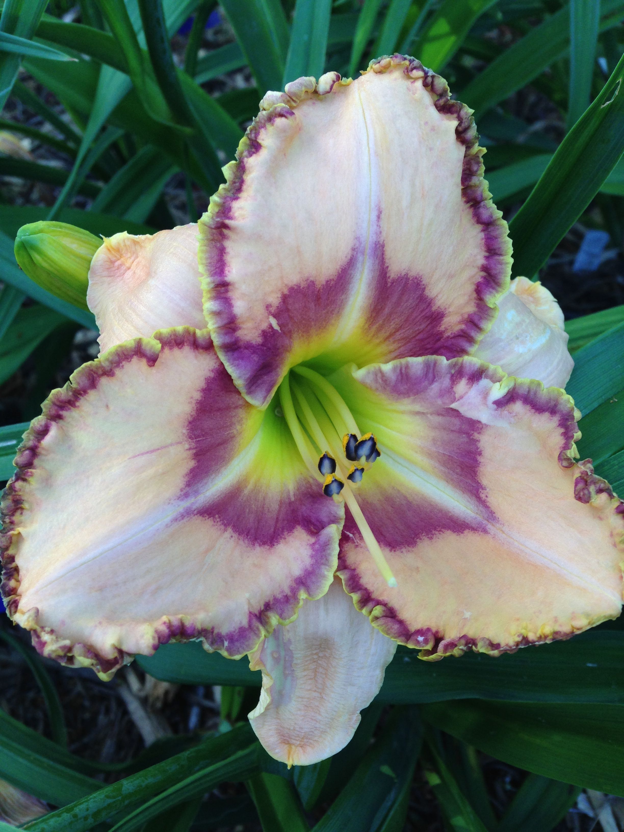 best of Daylily asian occassion