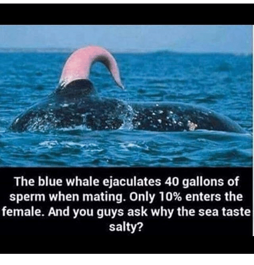 Sabriel reccomend whale sperm salty ocean