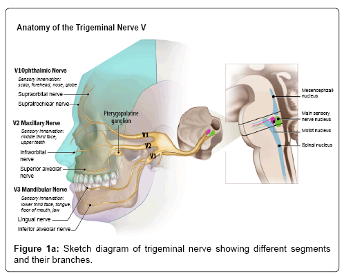 Main trunk facial nerve
