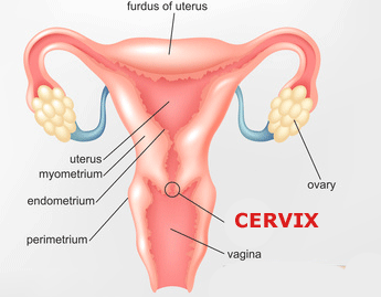 Fuck position cervix