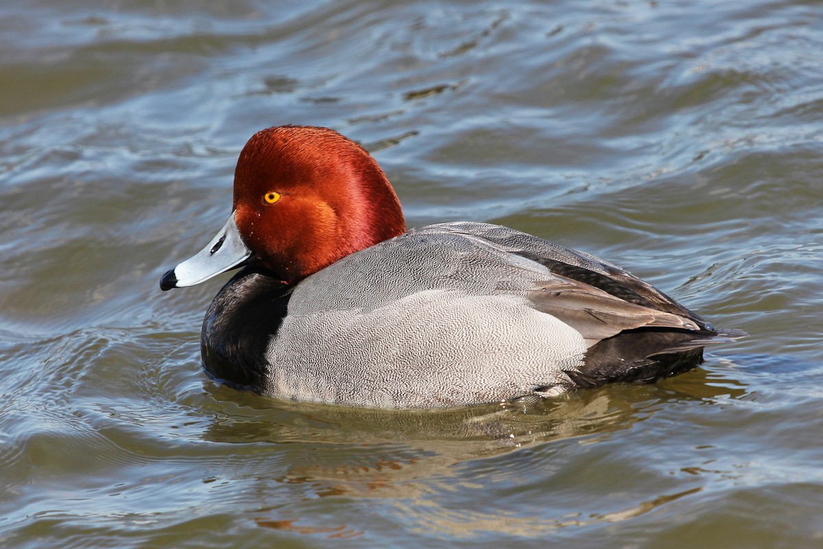 Hunting redhead ducks