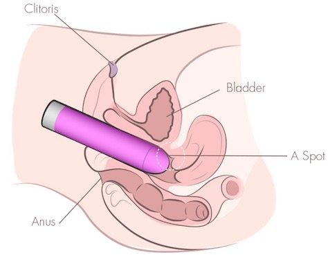 Female masturbation diagram