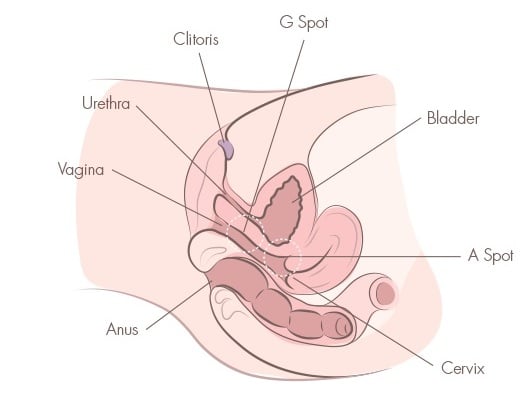 best of Masturbation diagram female