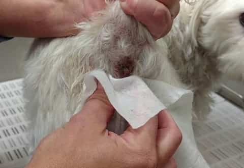 Cleansing anal glands veterinarian