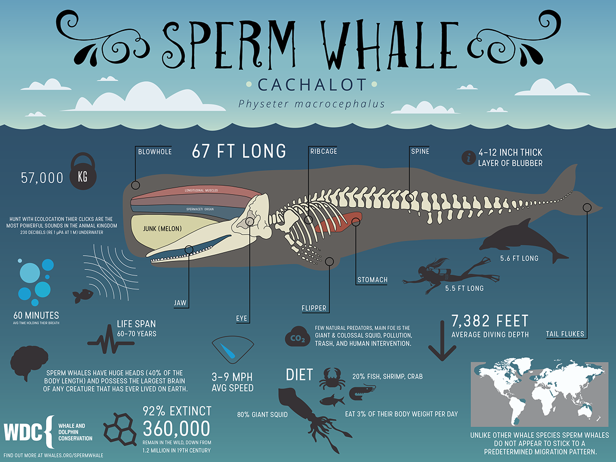 Sperm whale photo