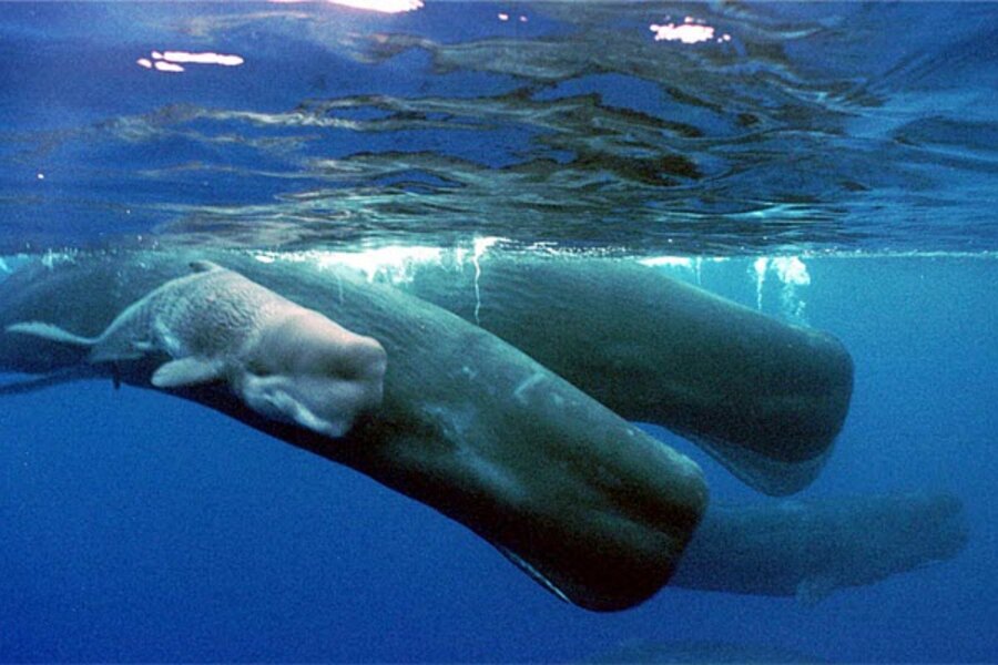 Expression sperm whale mean