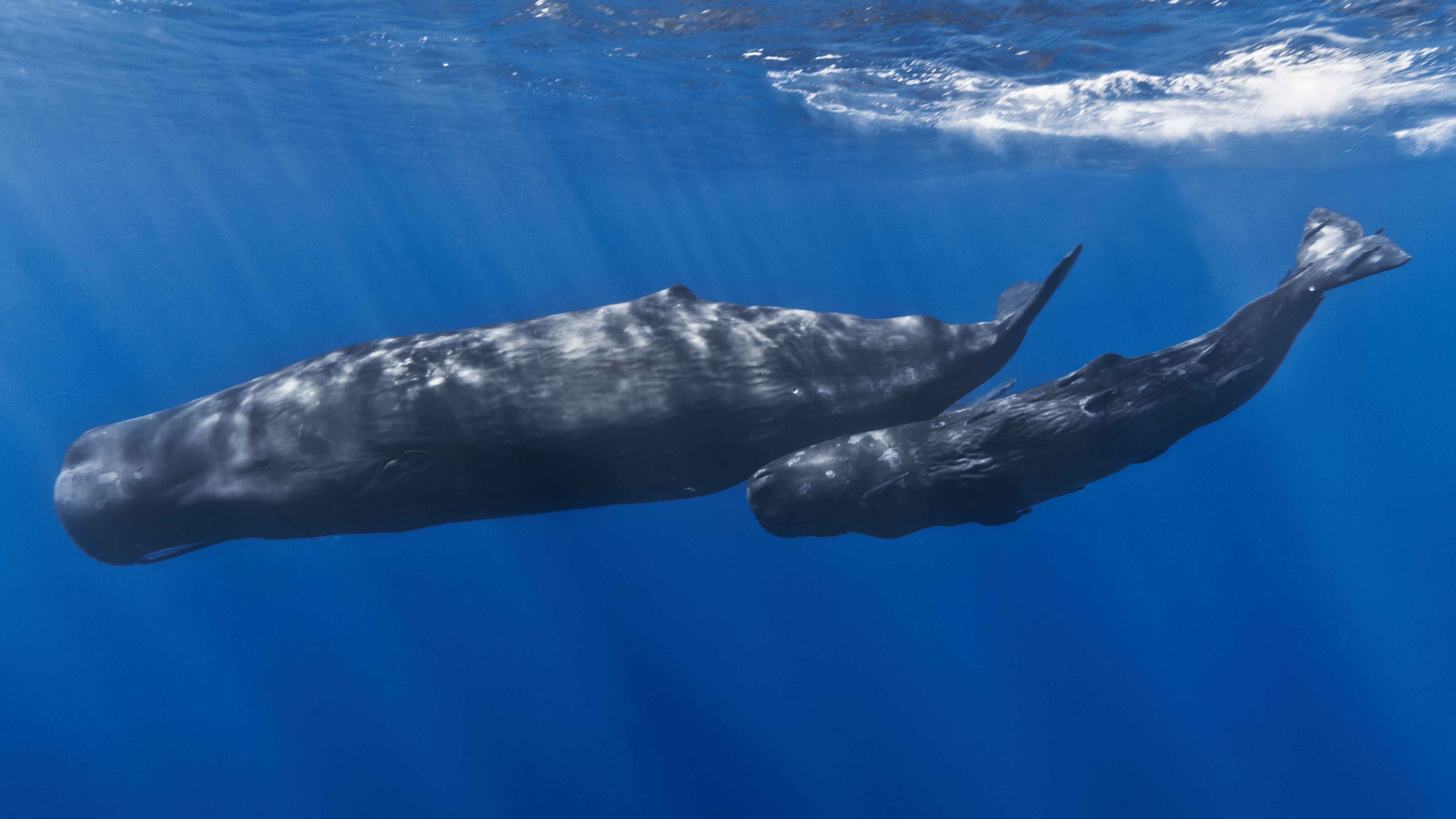 best of Photo sperm whale