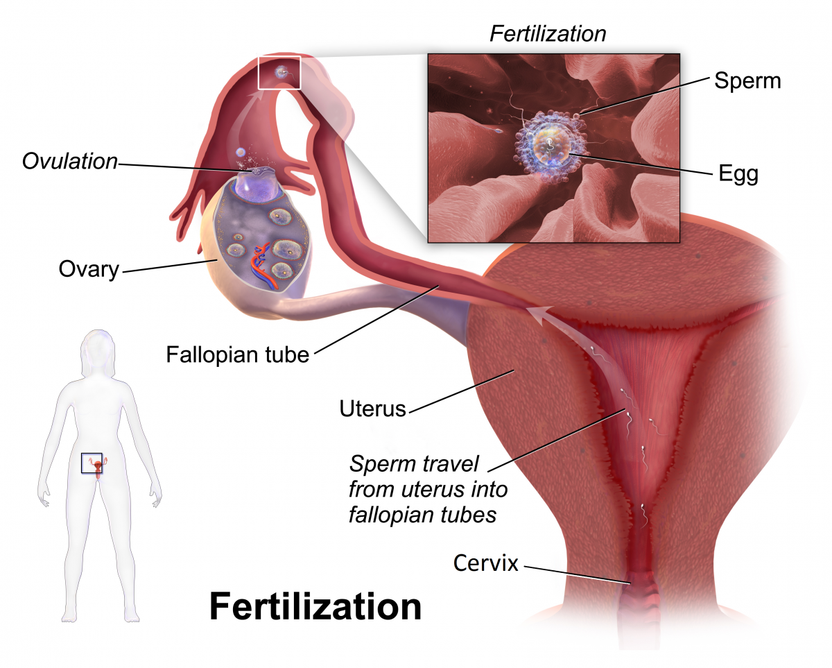 Thrusting sperm cervix fertile cunt