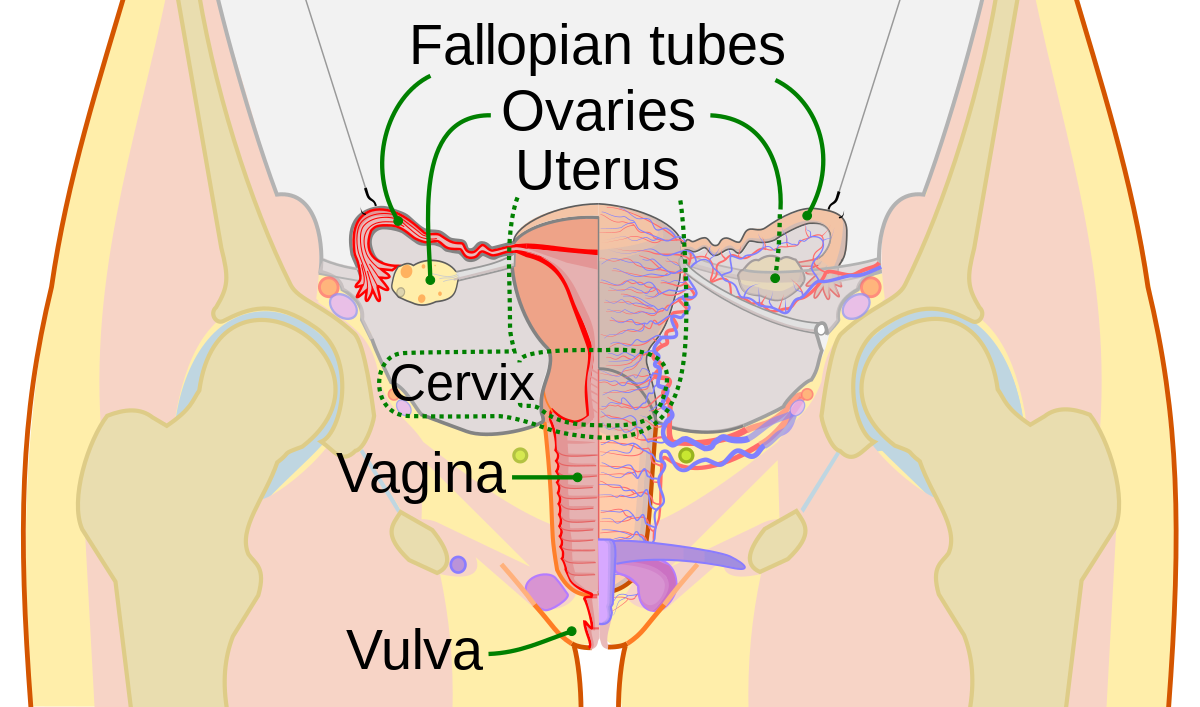 Thrusting sperm cervix fertile cunt