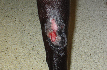 Acral lick dermatitis pictures