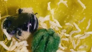 best of Gets pollen raided exotic squirter