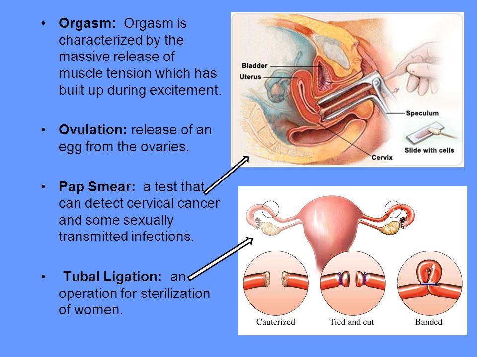 best of Ovulation orgasm during